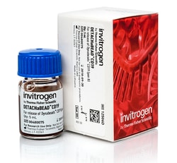 Invitrogen™ DETACHaBEAD™ CD19 Kit